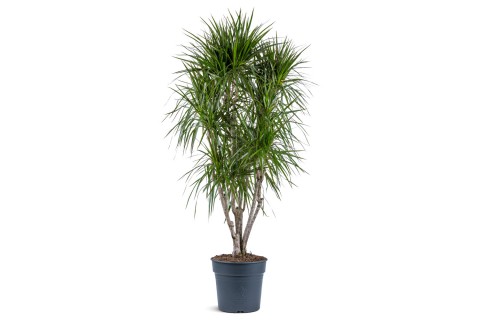 Dracaena Marginata Green