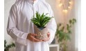 هدية عيد الأضحى- نبتة دراسينا جانيت كريج كومباكتا مزروعة في حوض بلاستيك