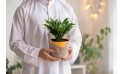 هدية عيد الأضحى- نبتة دراسينا جانيت كريج كومباكتا مزروعة في حوض بلاستيك