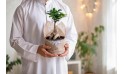  هدية عيد الأضحى- نبتة فيكس جينسينج مزروعة في حوض فخار 