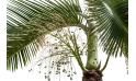 نبتة نخيل الزجاجة