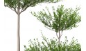 نبتة ترمناليا منتالي ( شجرة المظلة )