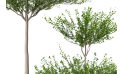 نبتة ترمناليا منتالي ( شجرة المظلة )