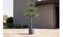 نبتة ترمناليا منتالي ( شجرة المظلة )