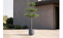 نبتة ترمناليا منتالي ( شجرة المظلة )