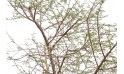 شجرة أكاسيا - الطلح العربي (الصمغ العربي)