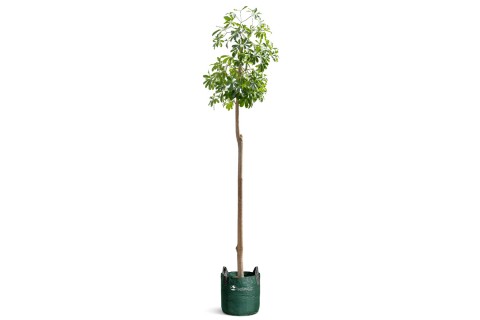 شجرة ألستونيا (شجرة البخور)