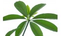 شجرة ألستونيا (شجرة البخور)