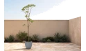 شجرة التبوبويا الفضية -تابيبويا أرجنتيا