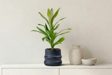 Cordyline glauca Planted in a Black Ceramic Pot
