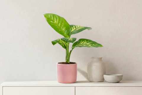 Dieffenbachia Amoena plant planted in a Pink Ceramic Pot