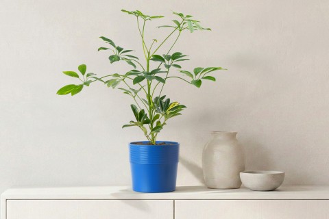 Schefflera Arboricola Gold Capela plant planted in a Ceramic..
