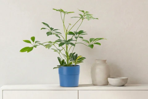 Schefflera Arboricola Gold Capela plant planted in a Ceramic..