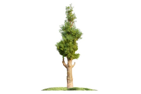 شجرة الأدنسونيا (التبلدي)