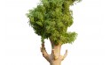 شجرة الأدنسونيا (التبلدي)