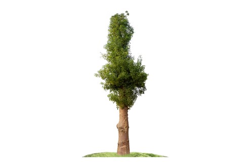 Adansonia digitata Tree