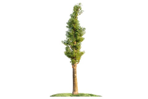 Adansonia digitata Tree