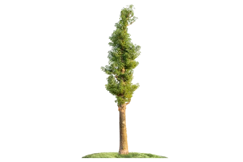 شجرة الأدنسونيا (التبلدي)