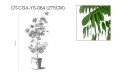 شجرة كاسيا جلاوكا (كاسيا صفراء) 