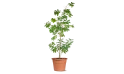 شجرة كاسيا جلاوكا (كاسيا صفراء) 