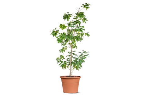 Cassia Glauca(Glossy Shower)