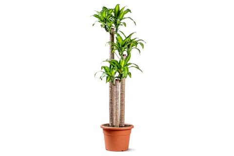 Dracaena Massangeana 