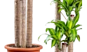 نبتة داخلية دراسينا ماسنجانا