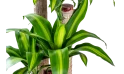 نبتة داخلية دراسينا ماسنجانا