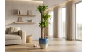 نبتة داخلية دراسينا ماسنجانا