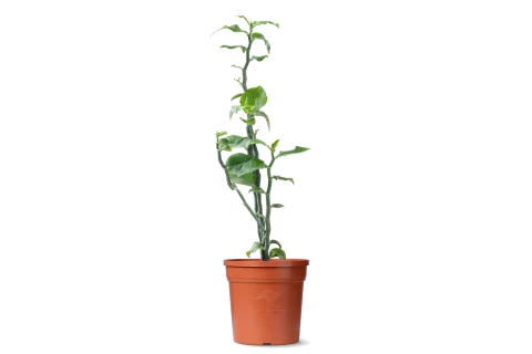 Euphorbia Tithymaloides 'Varigated' Plant