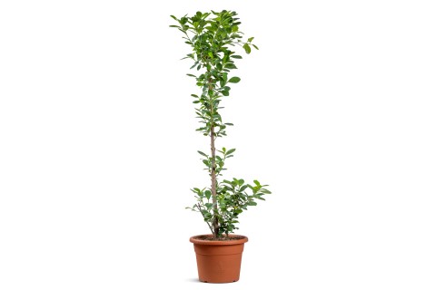 Ficus Panda Corn Shape