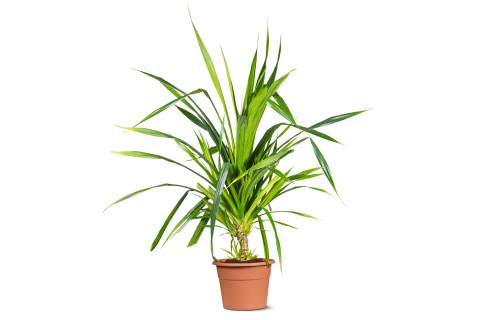 Pandanus veitchii (Screw Pine)