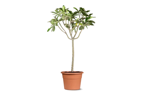 Plumeria obtusa alba (Frangipani)
