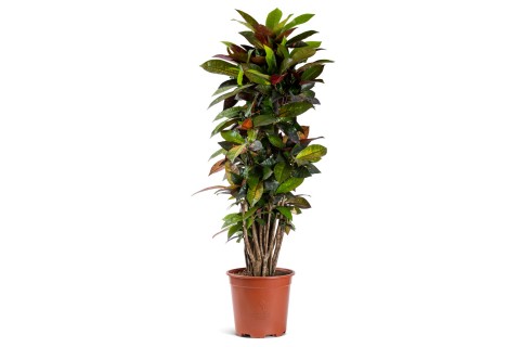 Codiaeum Variegatum Petra 