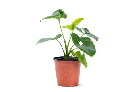 Philodendron Fun Bun Plant