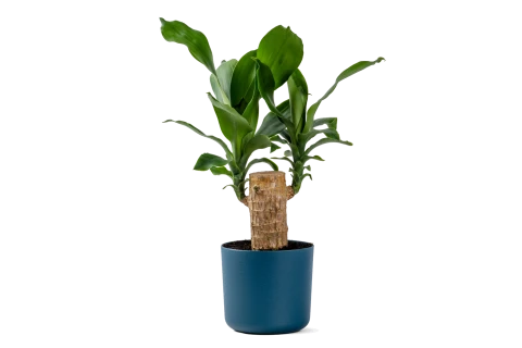 Dracaena Brazilian Wood Plant  Planted in Plastic pot burgun..