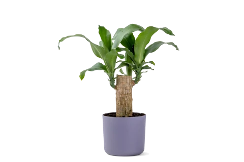 Dracaena Brazilian Wood Plant  Planted in Plastic pot purple..