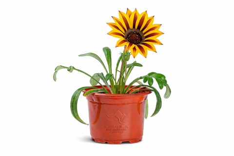 Gazania rigens plant