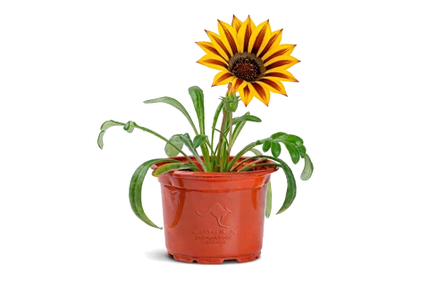 Gazania rigens flower