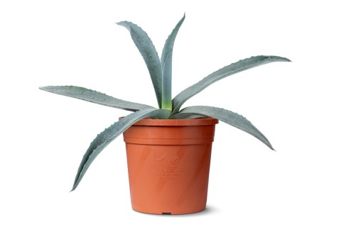 Agave atrovirens