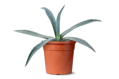 Giant Agave Atrovirens Plant | Dark Green Agave Succulent