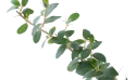 Ziziphus Spina-christi Tree