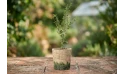 Ziziphus Spina-christi Tree
