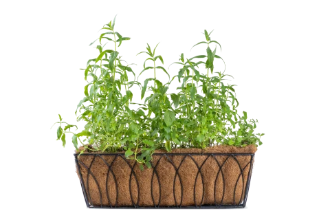 Mixed Herbs Plants (Devon Window Deck)