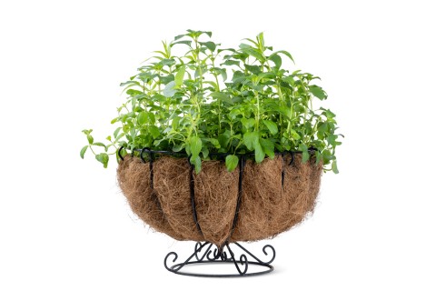 مجموعة أعشاب عطرية متنوعة