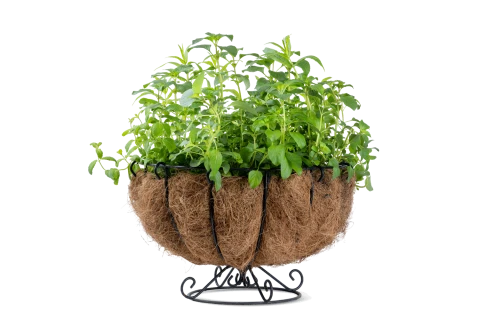 Titia Planter (mixed Herbs Plants)
