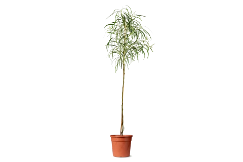 Cassia ampliceps