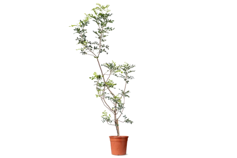 Pistasia lentiscus (Mastic tree)