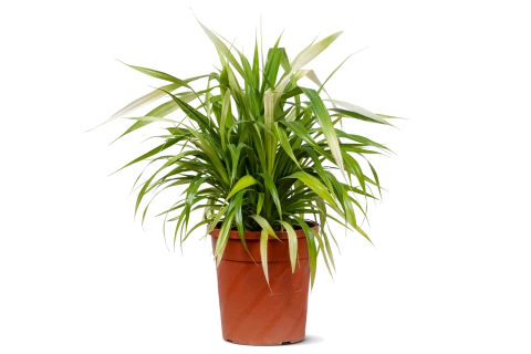 Pandanus veitchii (Screw Pine)