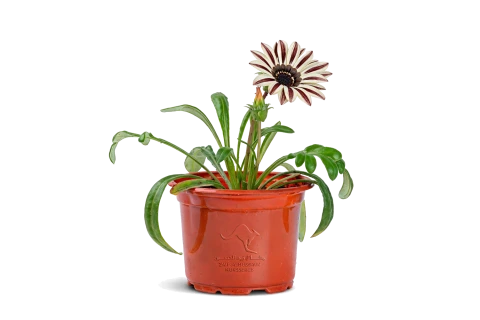 Gazania rigens-White flower